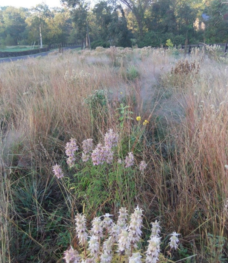 A freshly seeded meadow site with equipment tracks.
