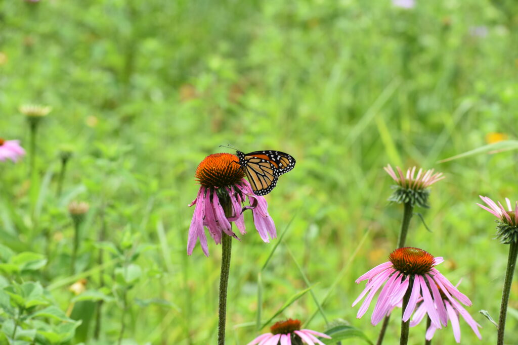 A monarch butterfly on purple coneflowers in a thriving meadow.