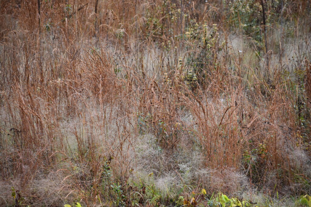 Established upland meadow with native flowers.