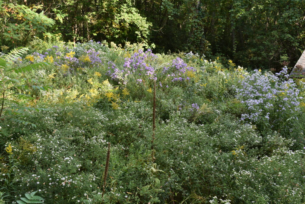 Wet meadow with tall vegetation.